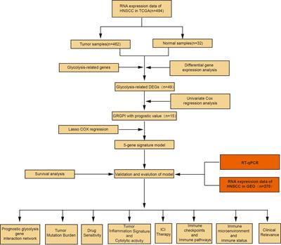 Development and validation of a GRGPI model for predicting the prognostic and treatment outcomes in head and neck squamous cell carcinoma